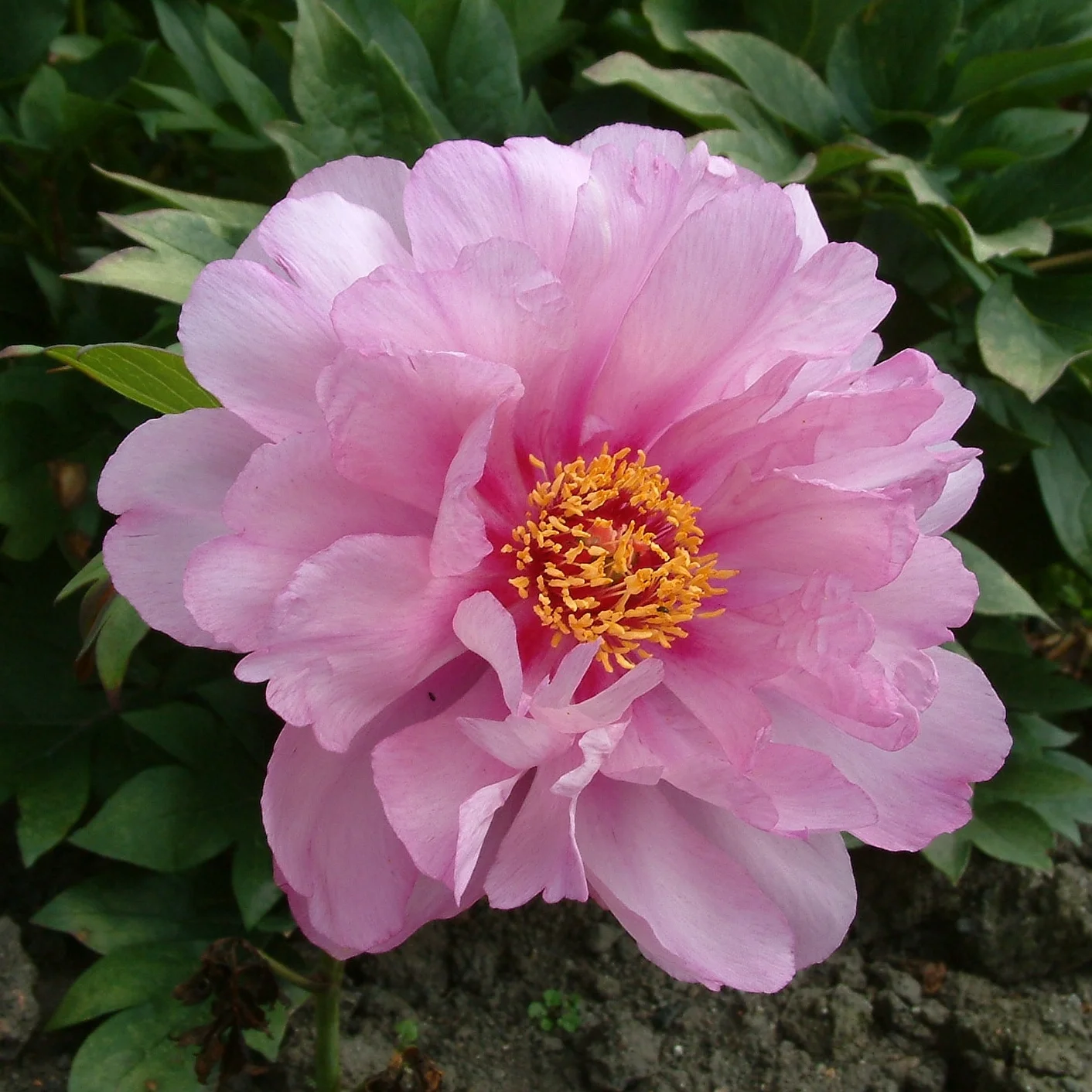 Herbaceous Peonies - Intersectional Peonies — Binny Nursery